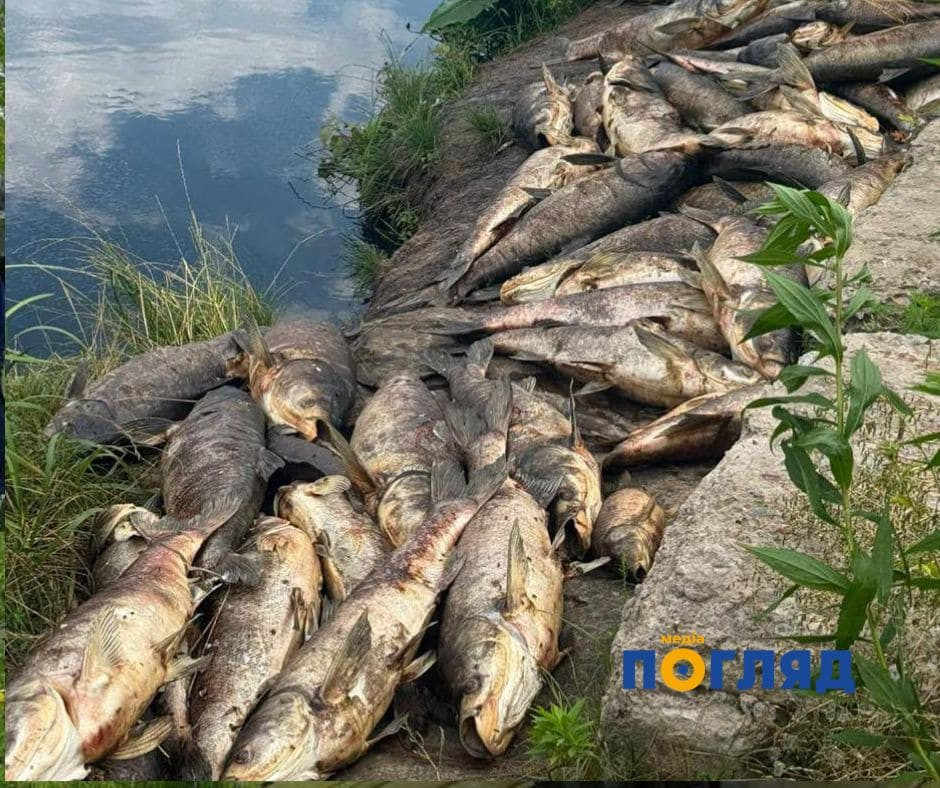 У Петропавлівській Борщагівці через викид нечистот масово загинула риба - зображення